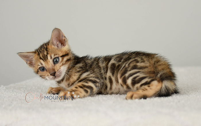 Bengal kitten for sale